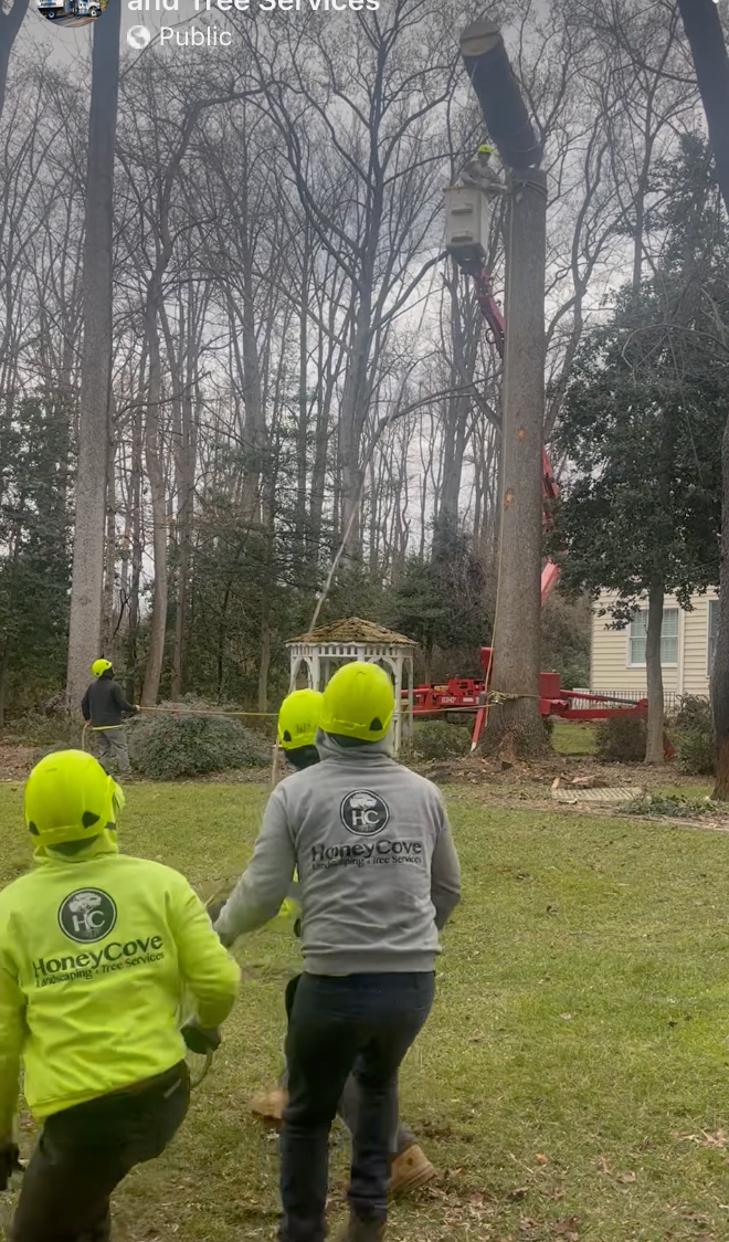 A group of men wearing yellow helmets are walking itowards a group of large trees.