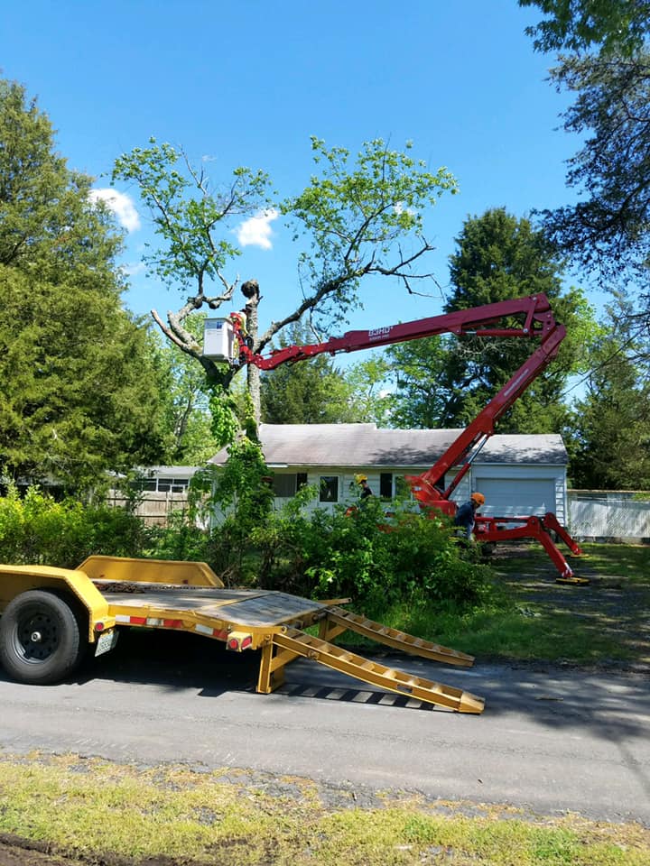 A man in a crane is cutting a tree in front of a house.