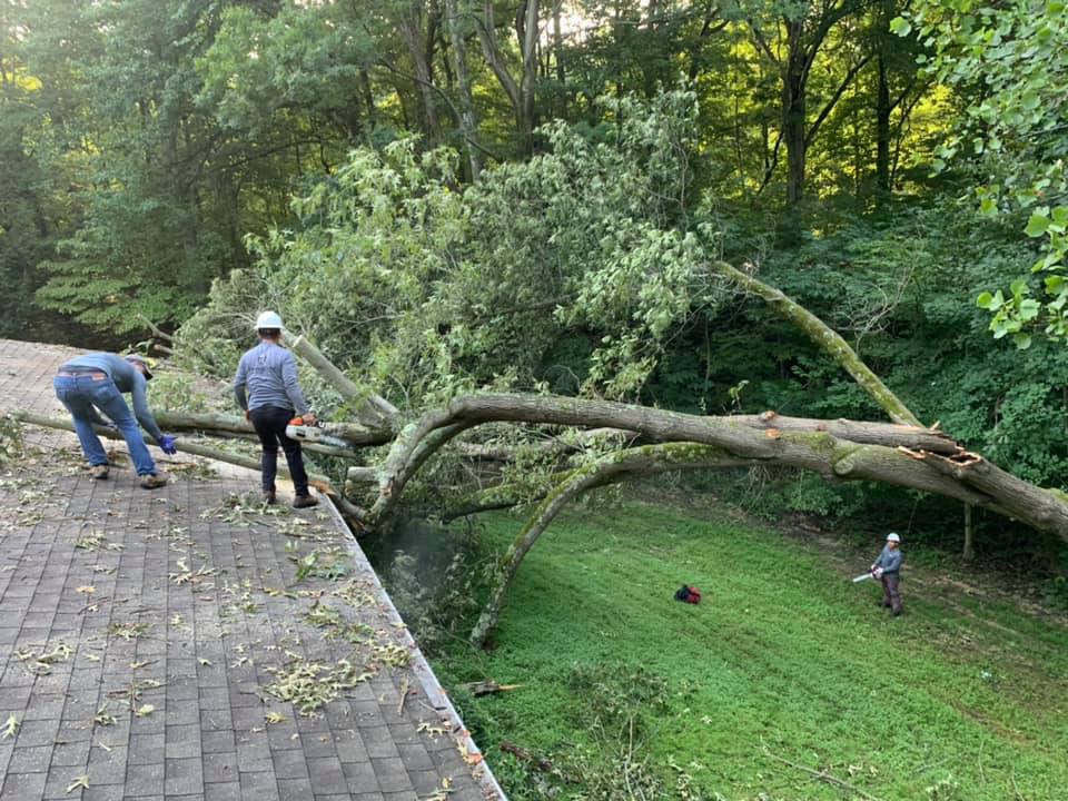 A group of people are working on a fallen tree on a roof.