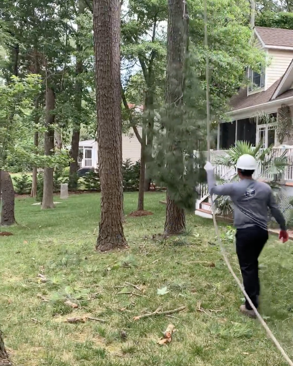 A man is cutting a tree in a backyard with a chainsaw.