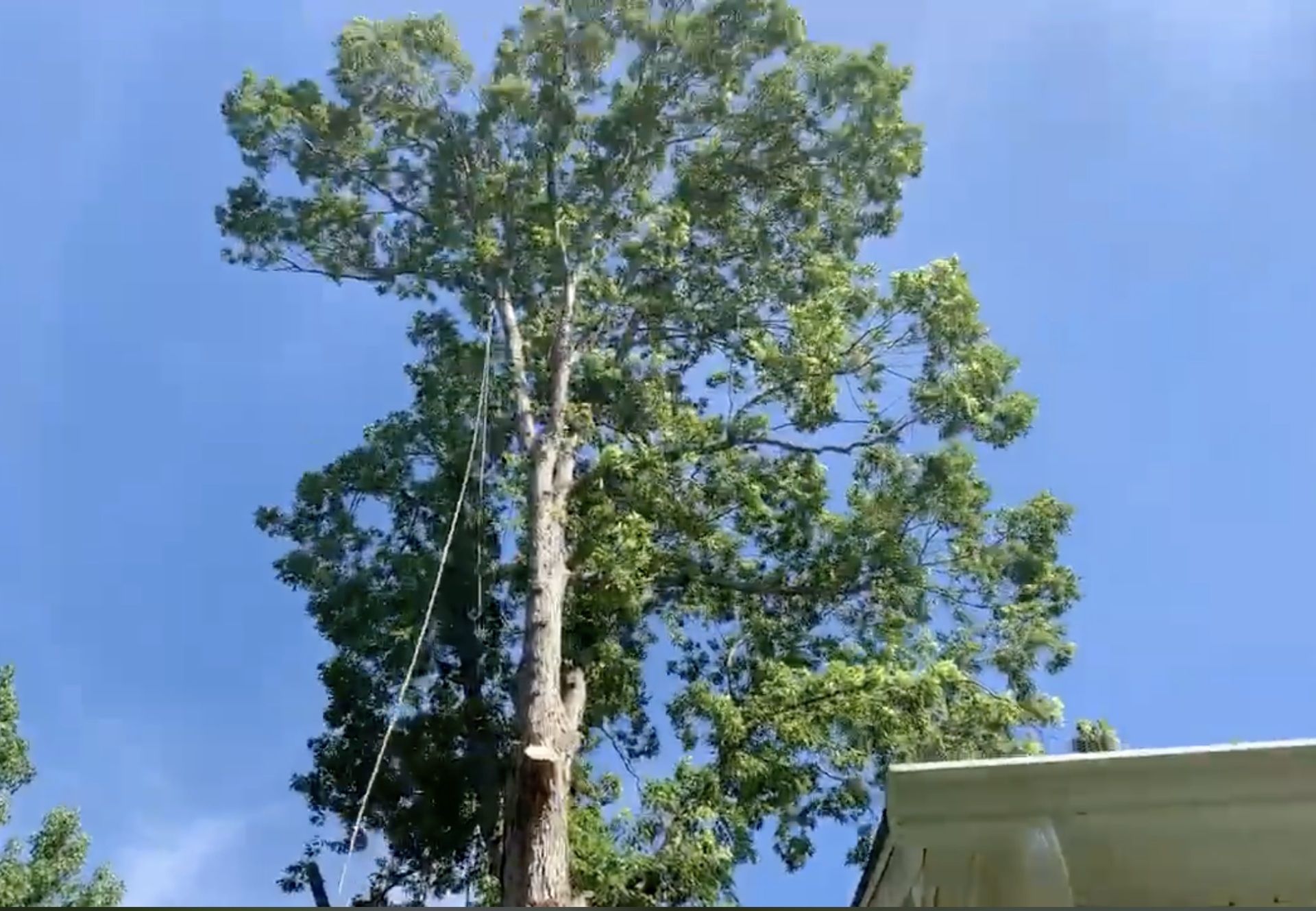A tree is being cut down in front of a house.