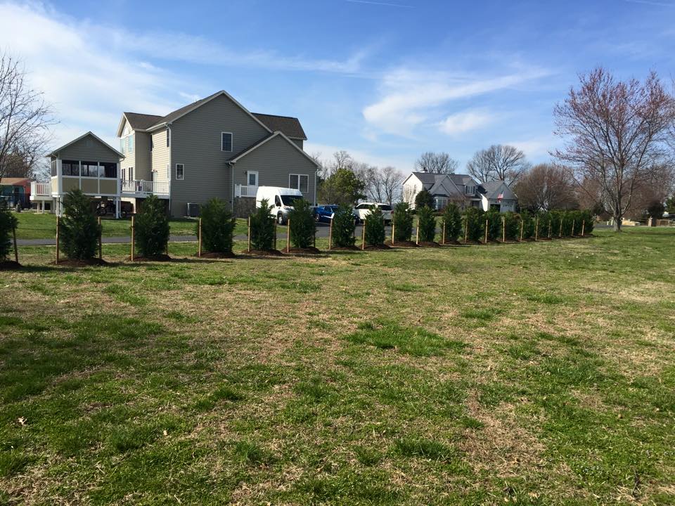 Honey Cove planted trees on property line