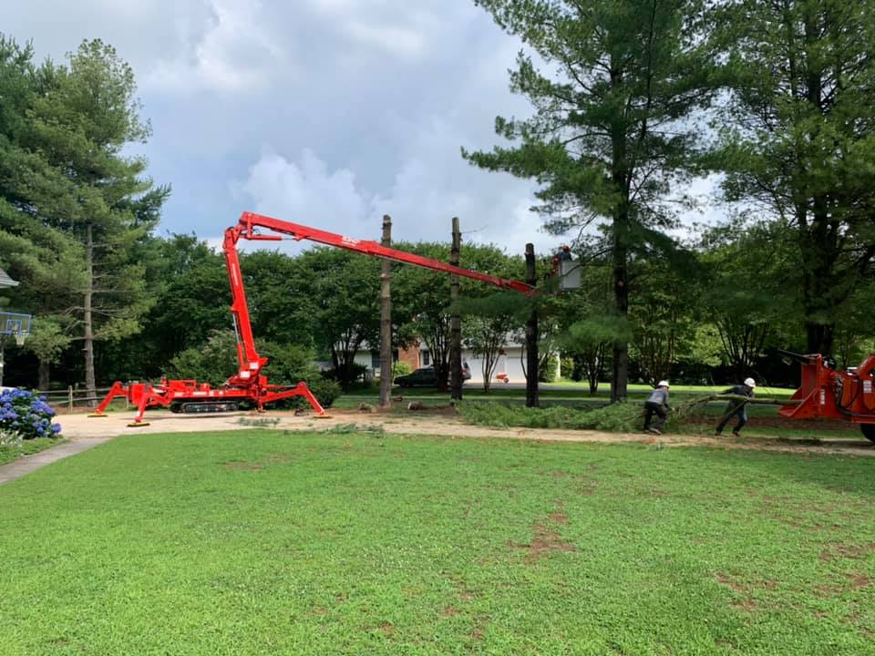 A man in a red crane bucket is cutting a tree in a park.