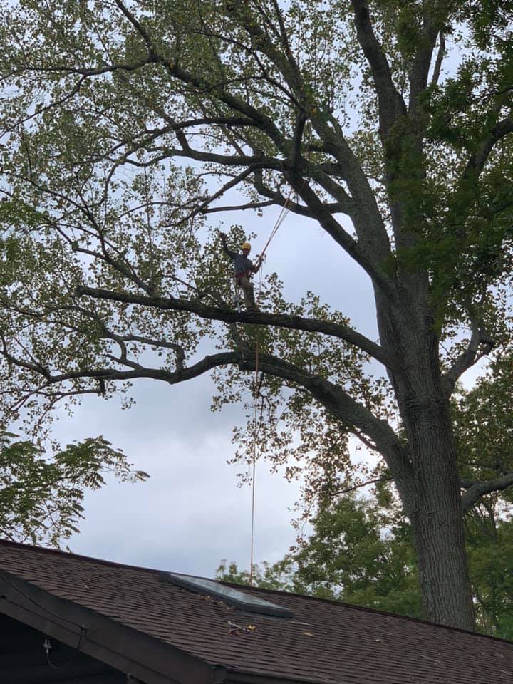 Tree Trimming at Home in St. Leonard MD