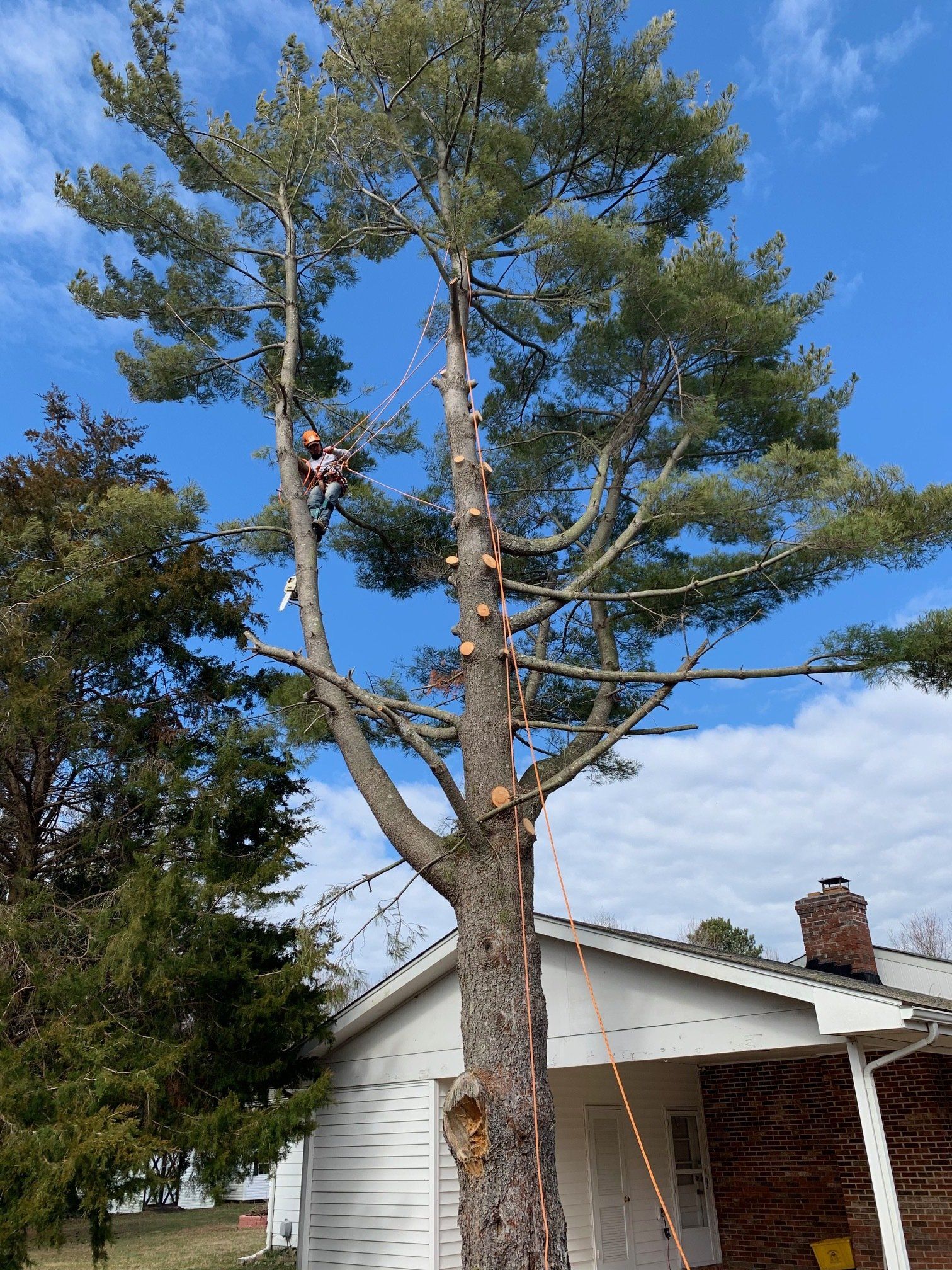 Honey Cove removes limbs before cutting tree
