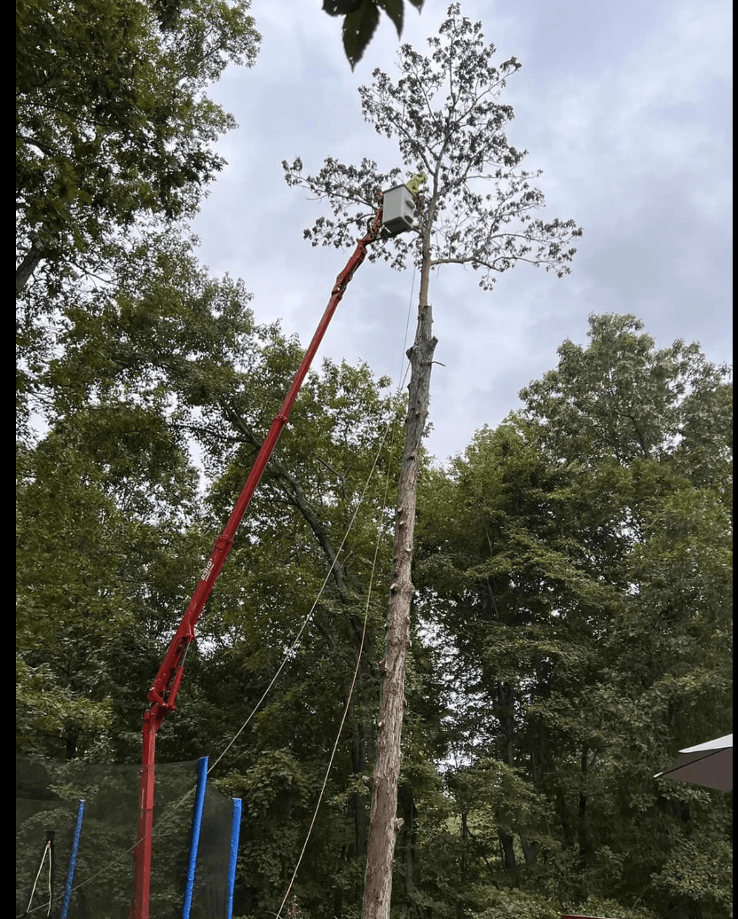 1 large oak tree removal