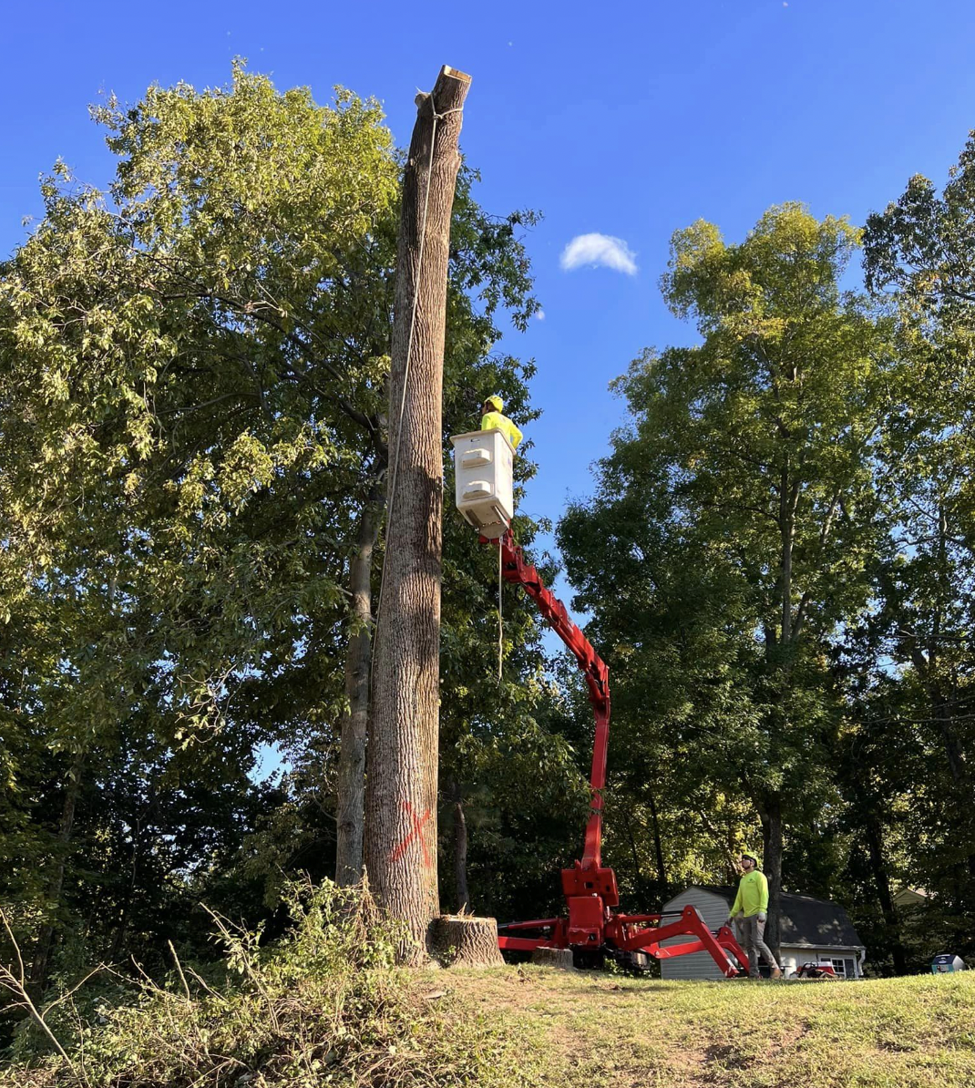 workers remove large poplar tree