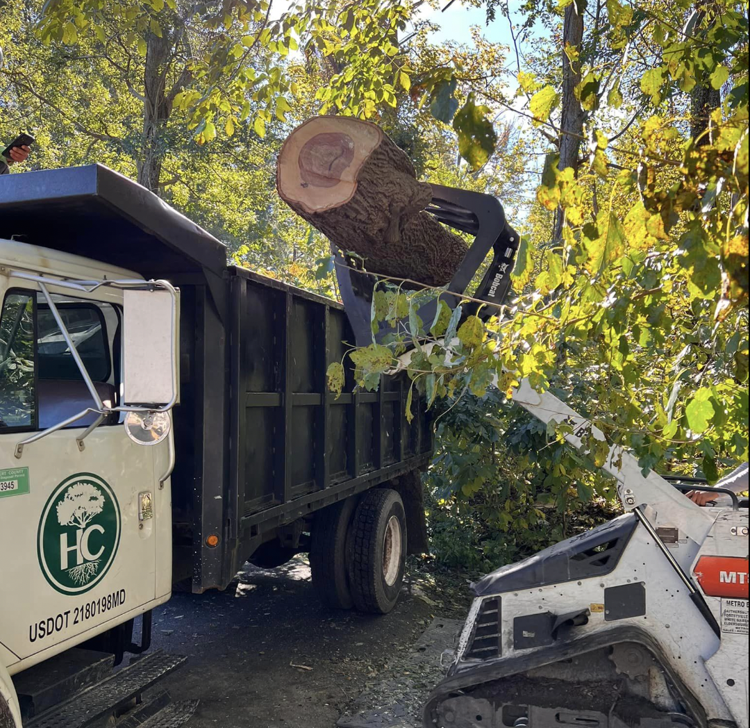 removal of large hickory tree leaning over 2 buidings