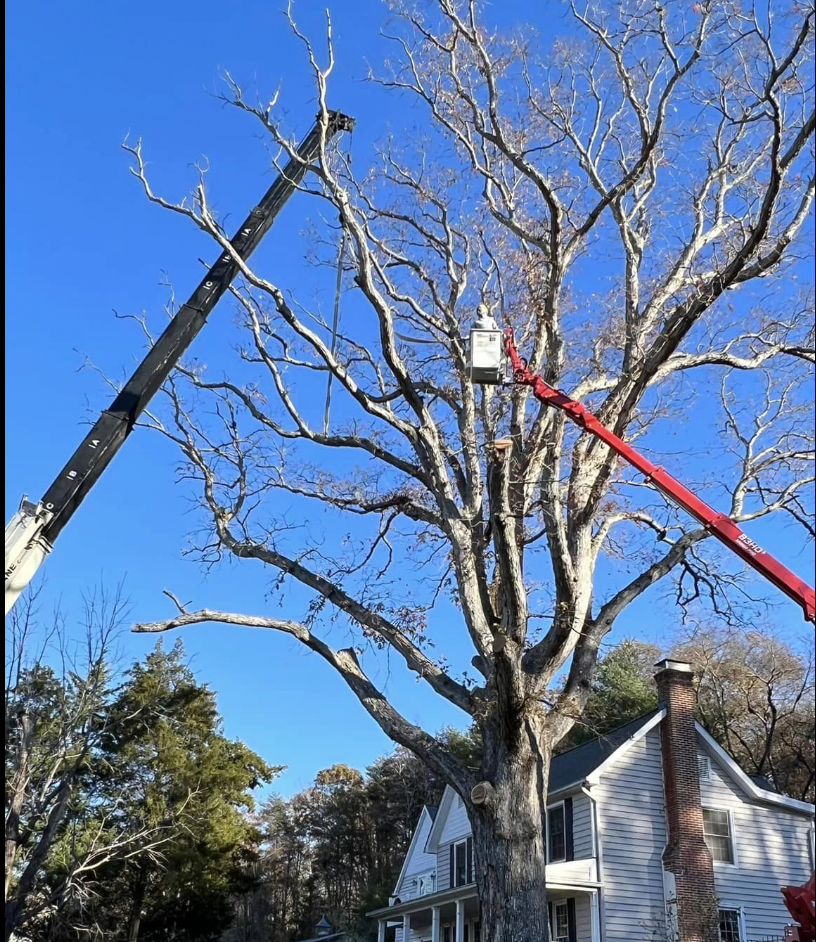 Man in a bucket is cutting a tree in front of a house.