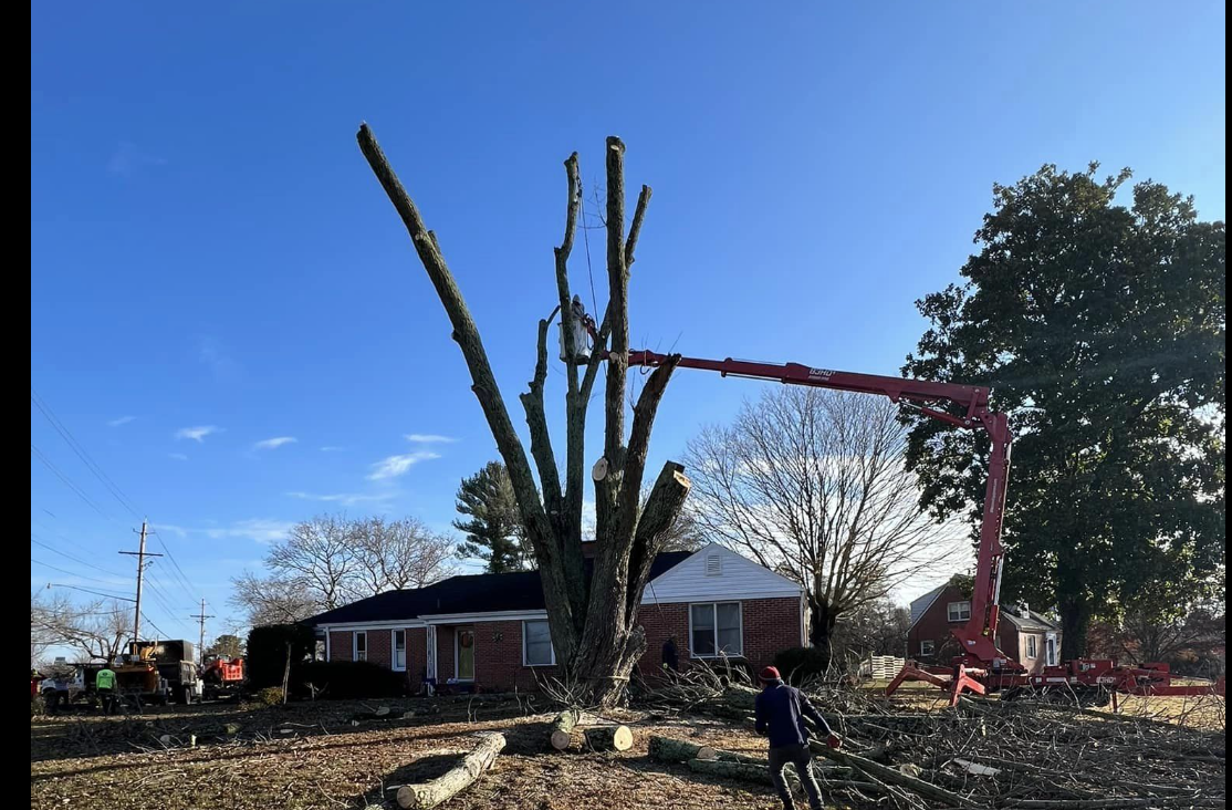 large tree removed prince frederick md