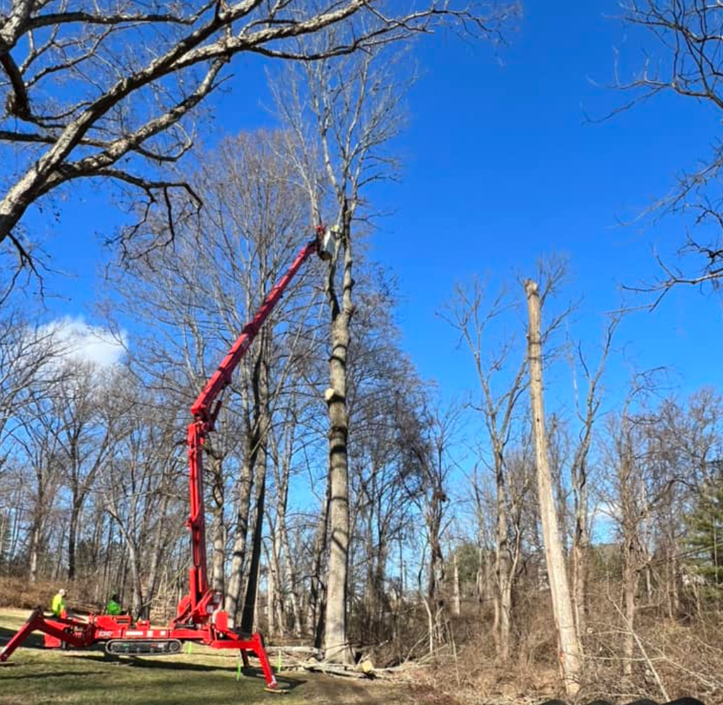 HoneyCove Tree Services reforestation