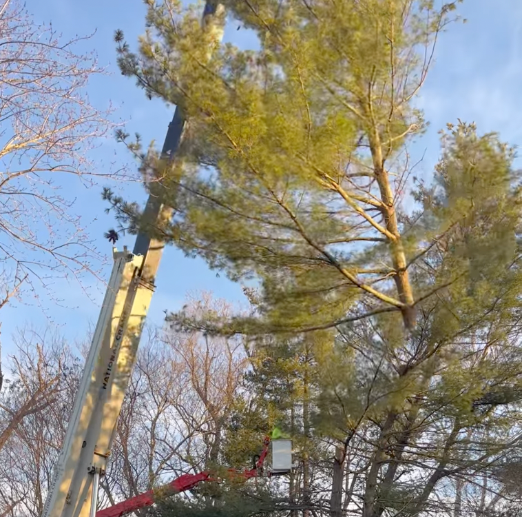 pine tree removal