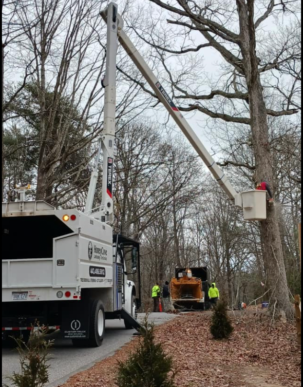 A white truck with a crane on top of it and a man in a bucket cutting a large tree.