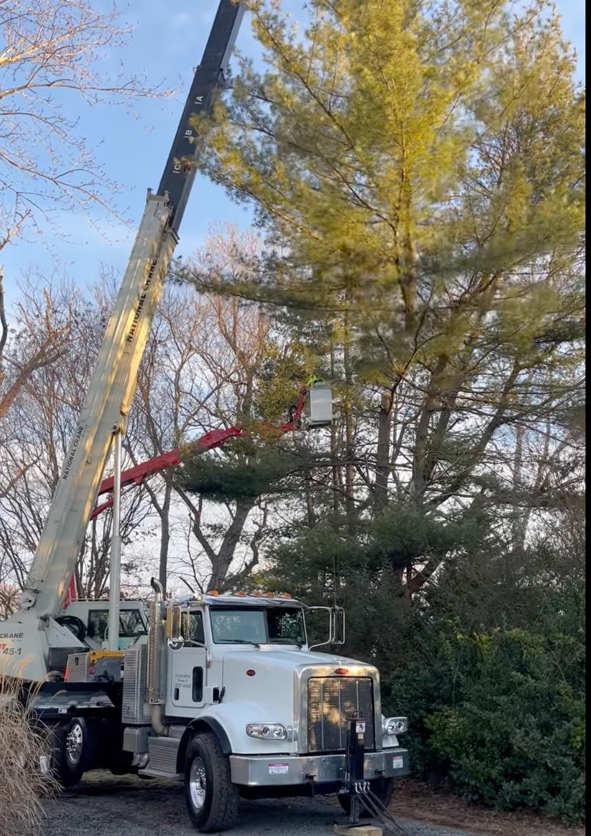 Man in a truck with a crane attached to it is cutting a tree.