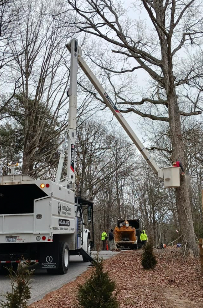 A white truck with a crane on the back is cutting a tree.