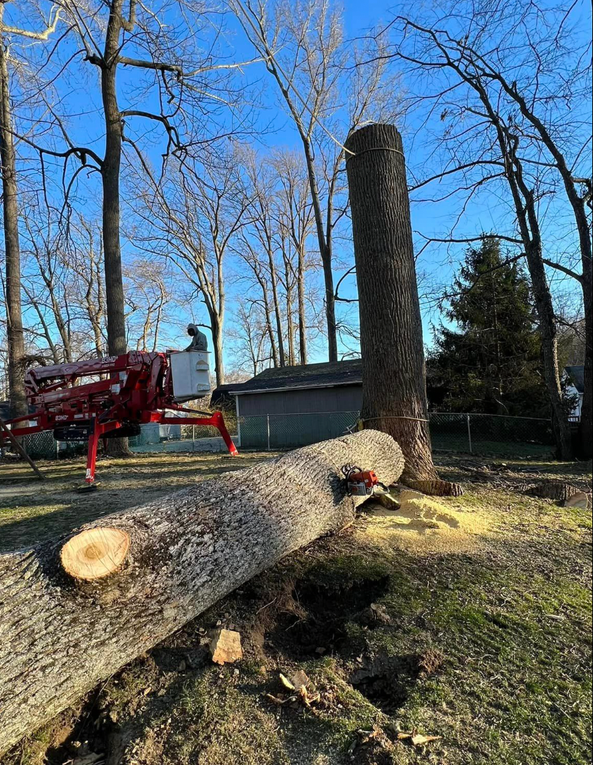 A tree is being cut down in a yard with a chainsaw.