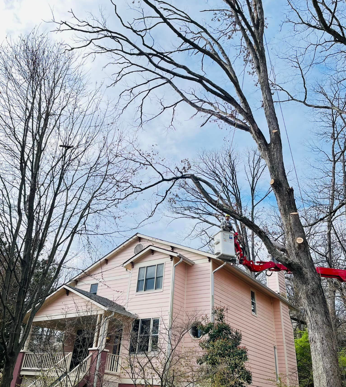 A pink house with a rman in a bucket cutting a tree limb.