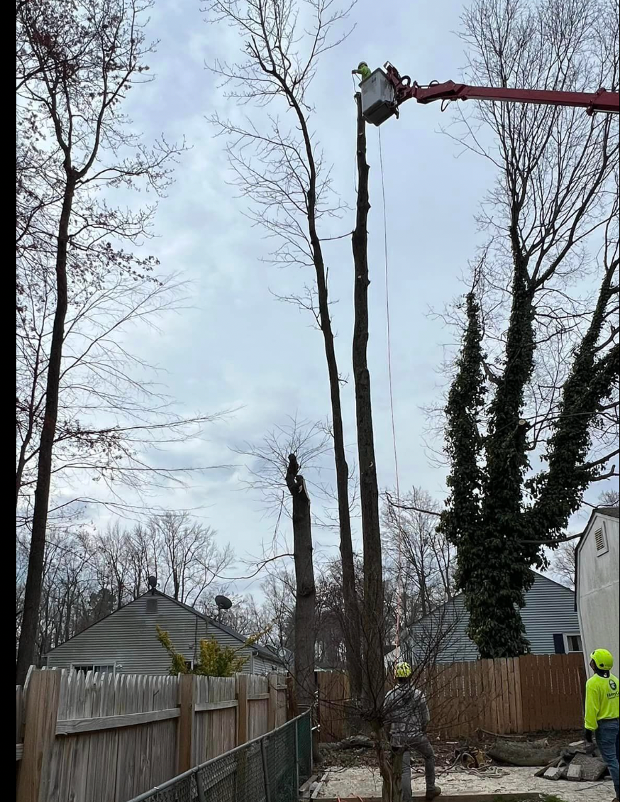 A man is cutting down a tree.