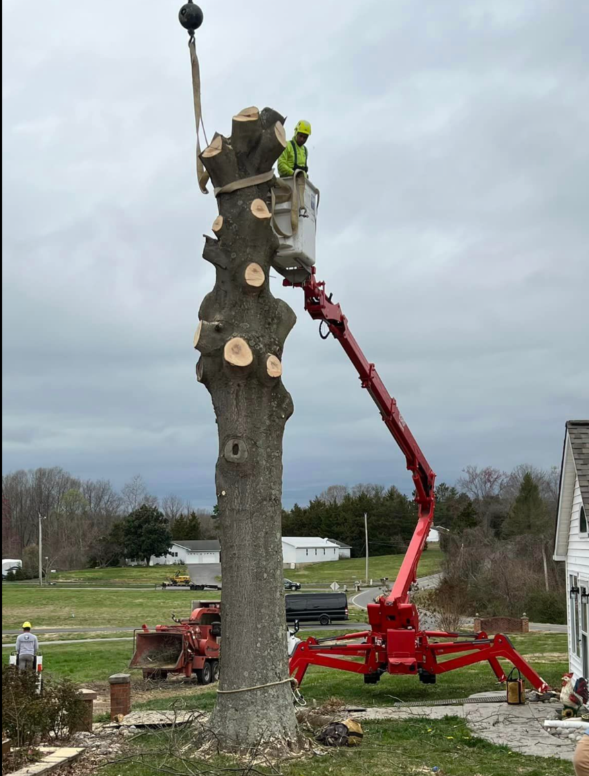 A man is standing in a bucket cutting a tree.