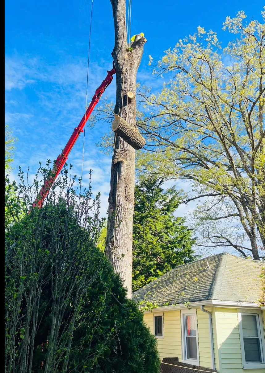 A large tree being cut down in front of a house.