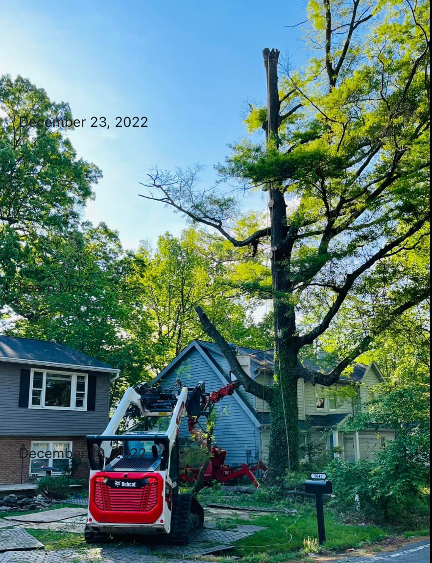 A bobcat is cutting down a tree in front of a house.