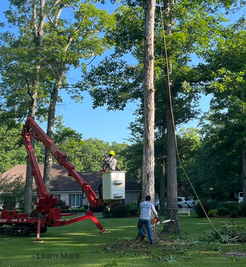 A man in a bucket is cutting a tree