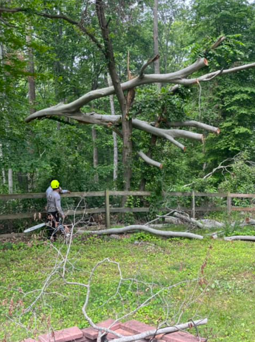 A man is standing in front of a fallen tree.