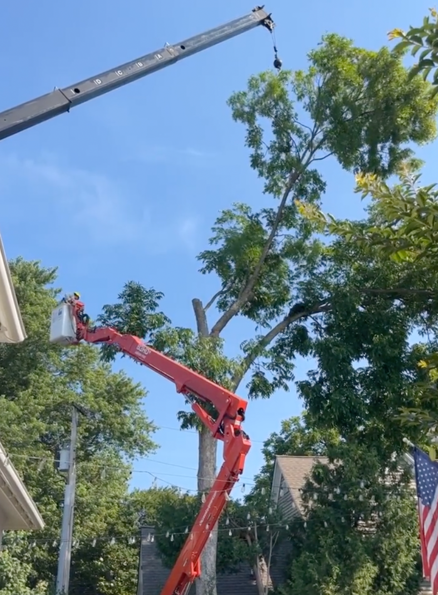tree removal from power lines