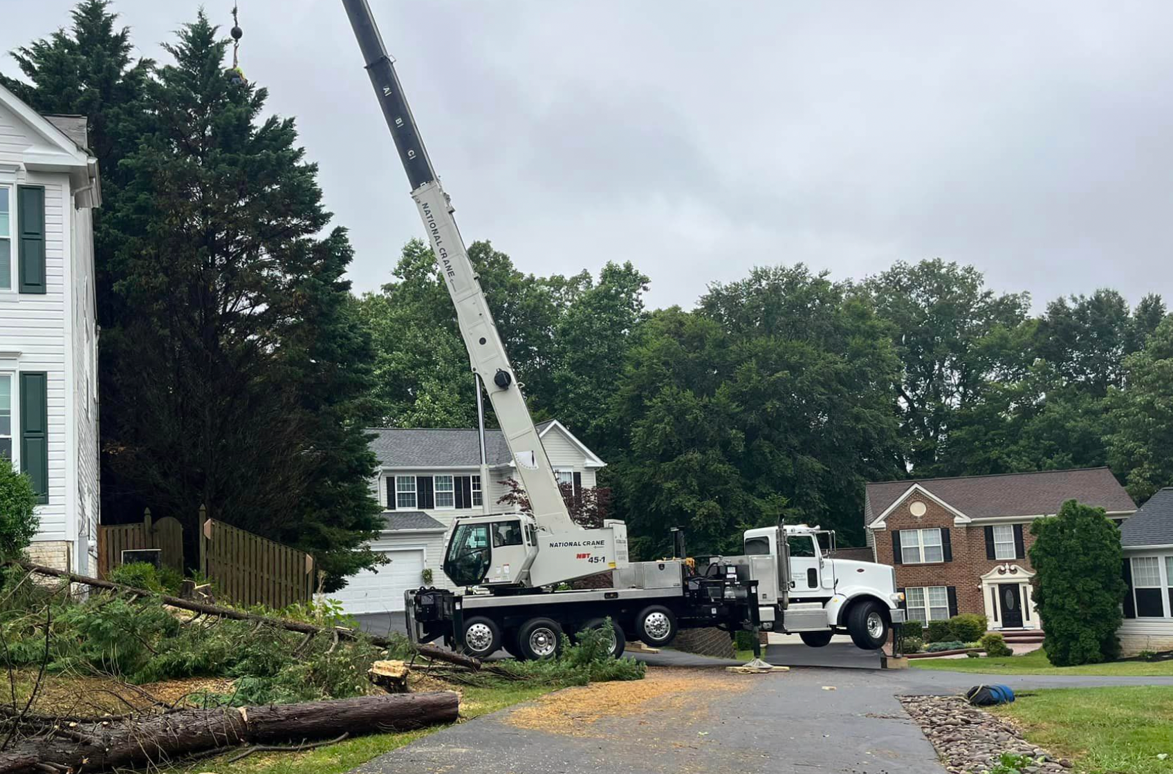 removal of overgrown trees, hazardous tree removal