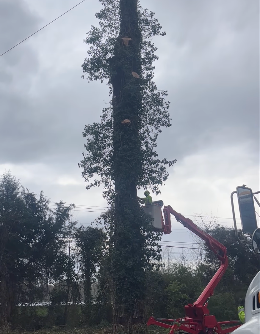 A large tree is being cut down by a man in a bucket.