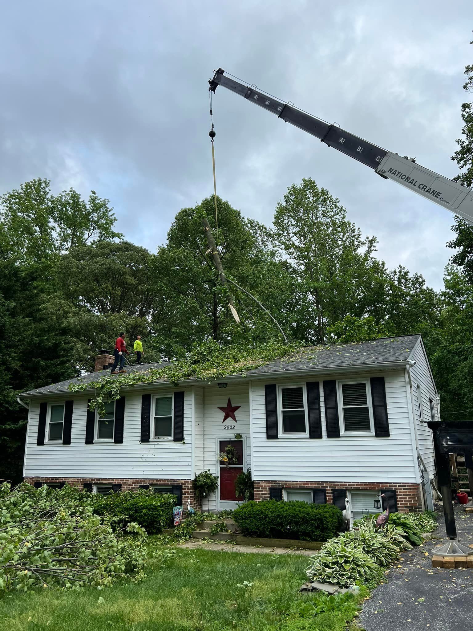 A crane is lifting a tree from the roof of a house.