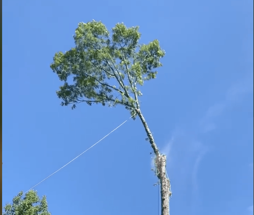 A tree with a blue sky in the background