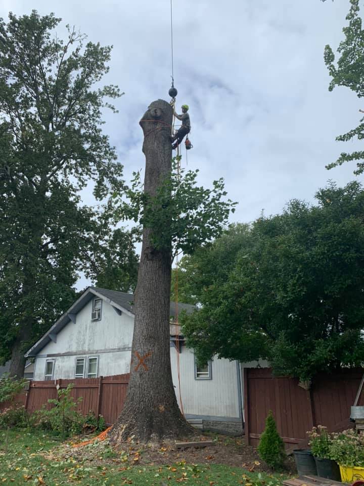A man is climbing a tree in front of a house.