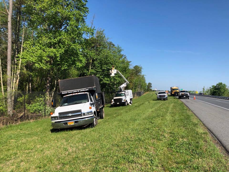 Honey Cove trims trees Hwy 50, Salisbury MD