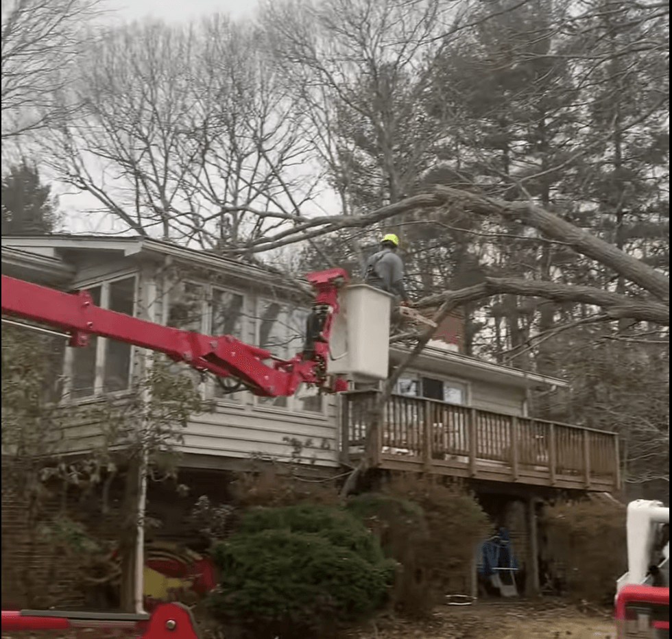 A man in a bucket is cutting a tree in front of a house.