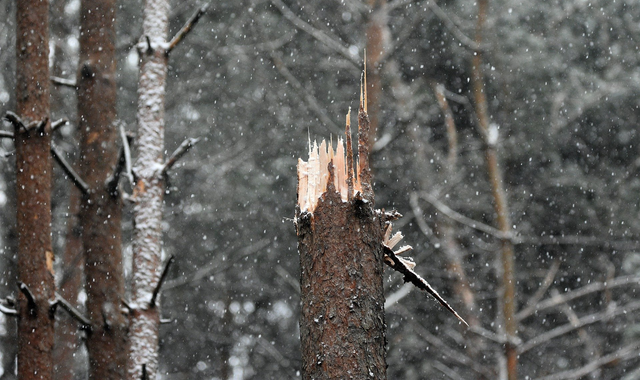 Different Types of Winter Tree Damage