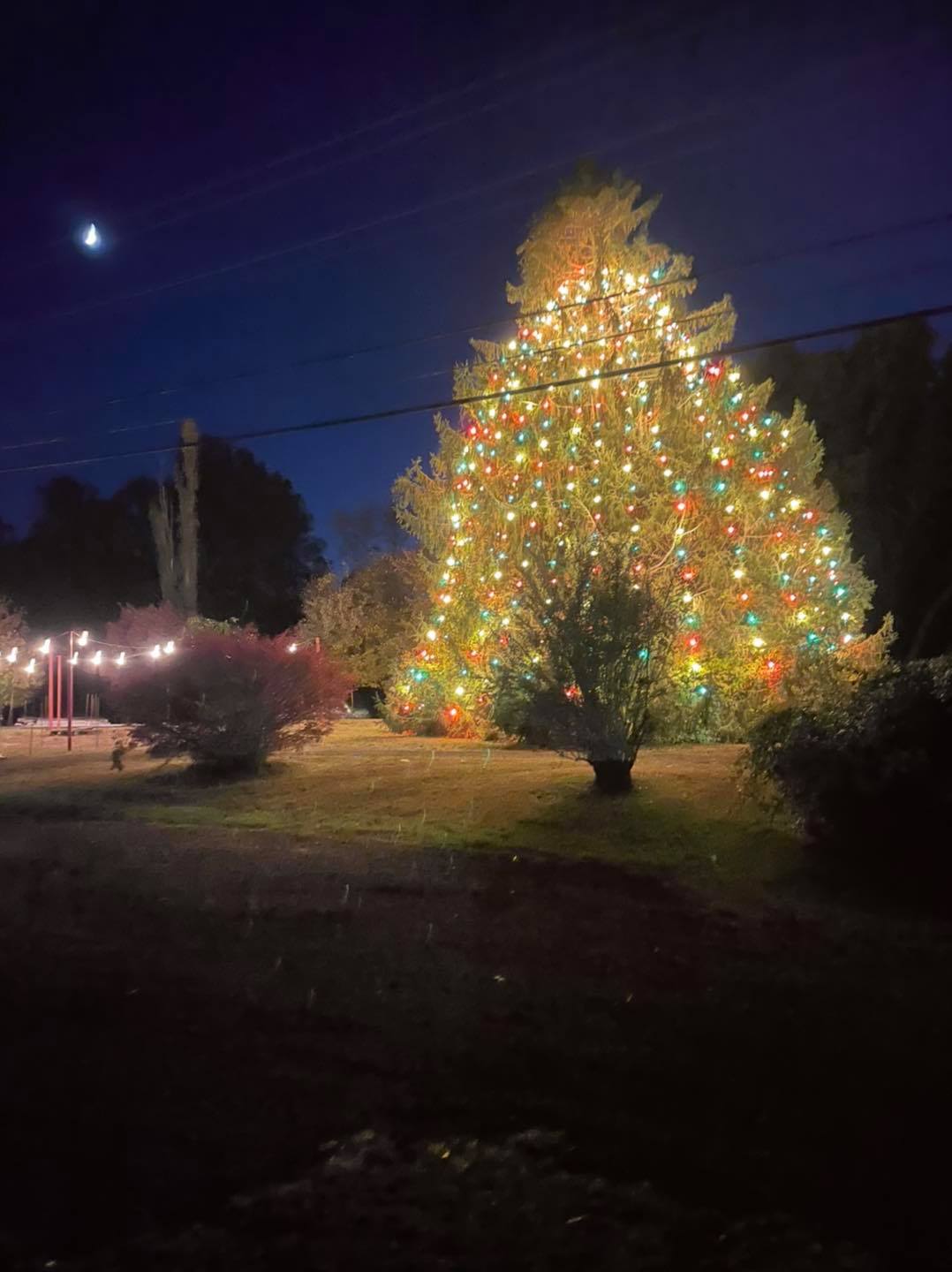 A large christmas tree is lit up at night in a yard.