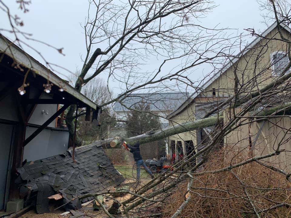 A tree has fallen on the roof of a house.