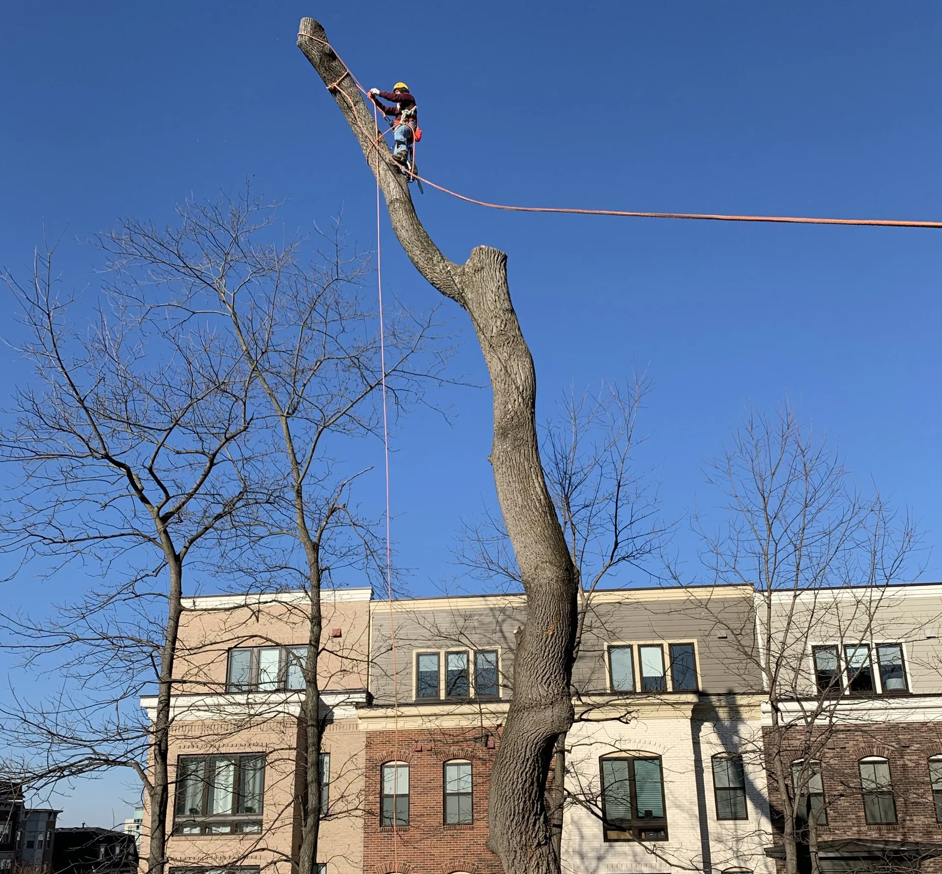 honeycove climber tree removal somd