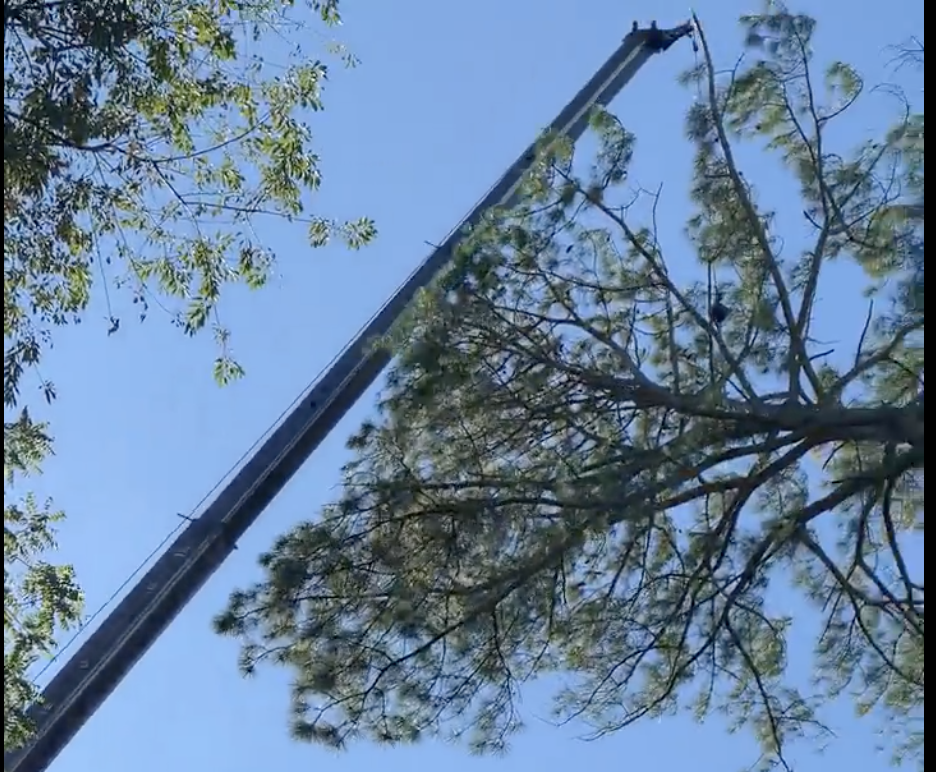 tree removal for honeowner