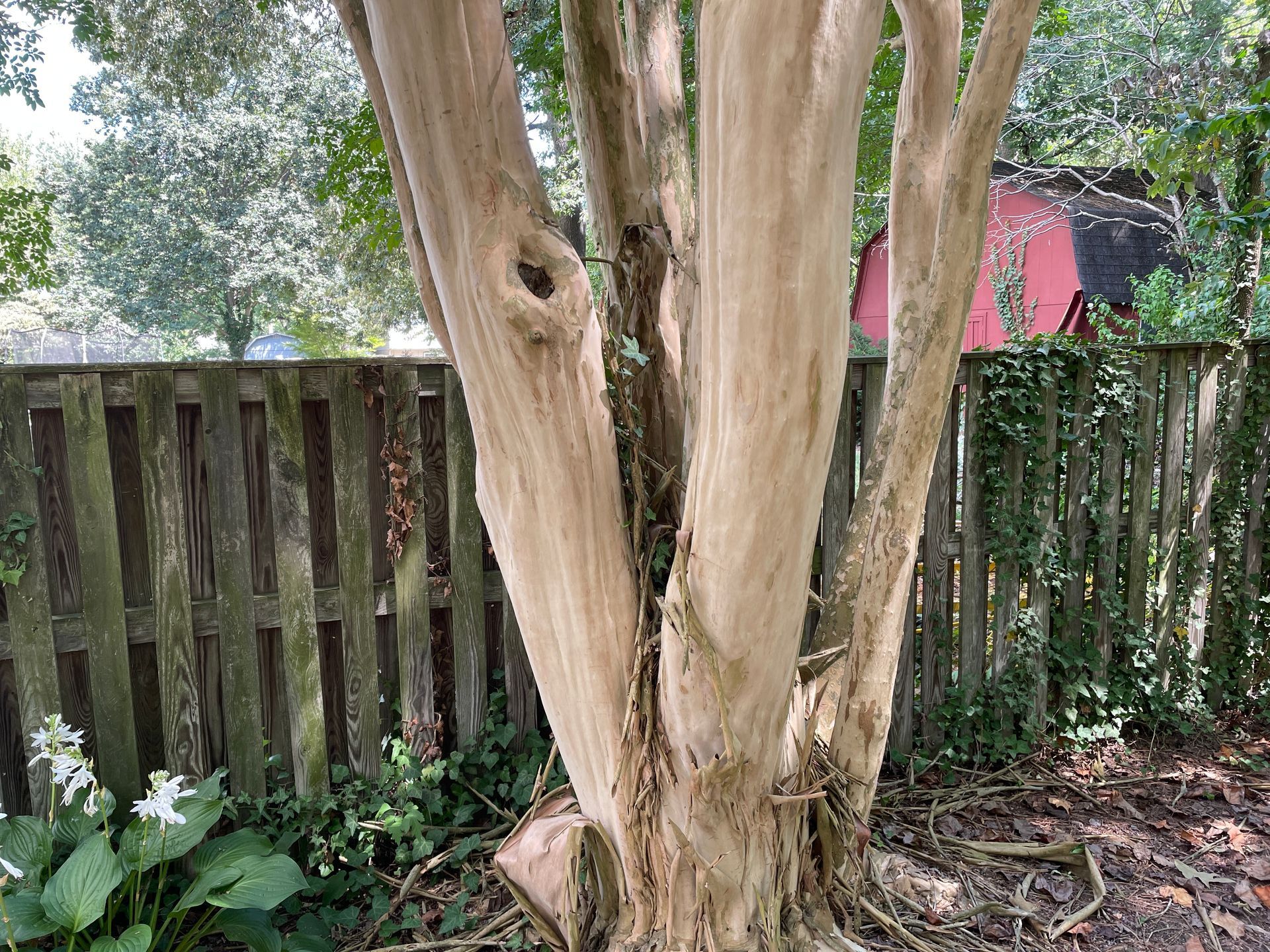 bark shedding, crepe myrtle tree bark shedding