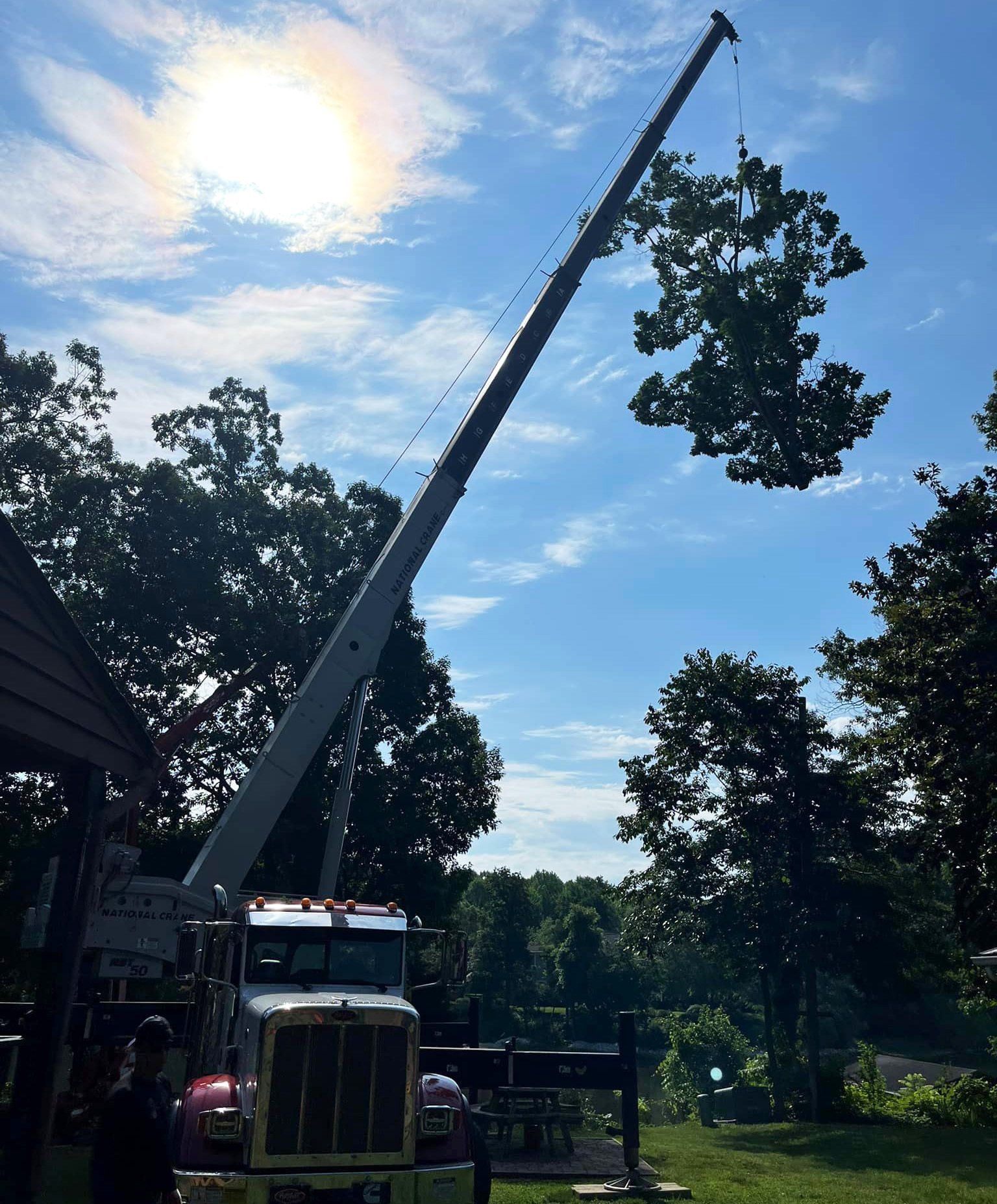 Removal of large tree using a crane