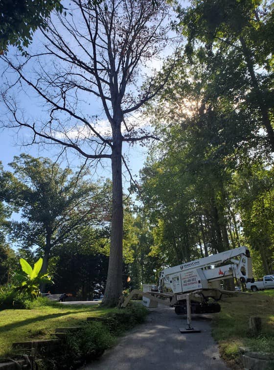 A large tree is being cut down.
