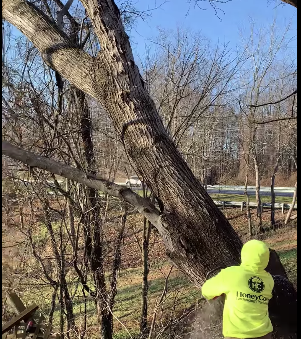 A man in a neon yellow jacket is cutting a tree.