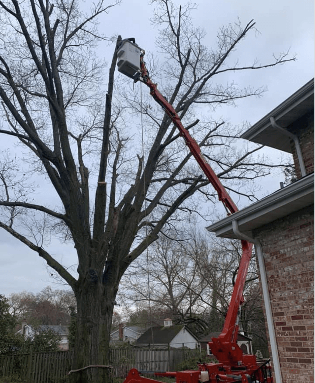 dead tree removal-oxon hill md