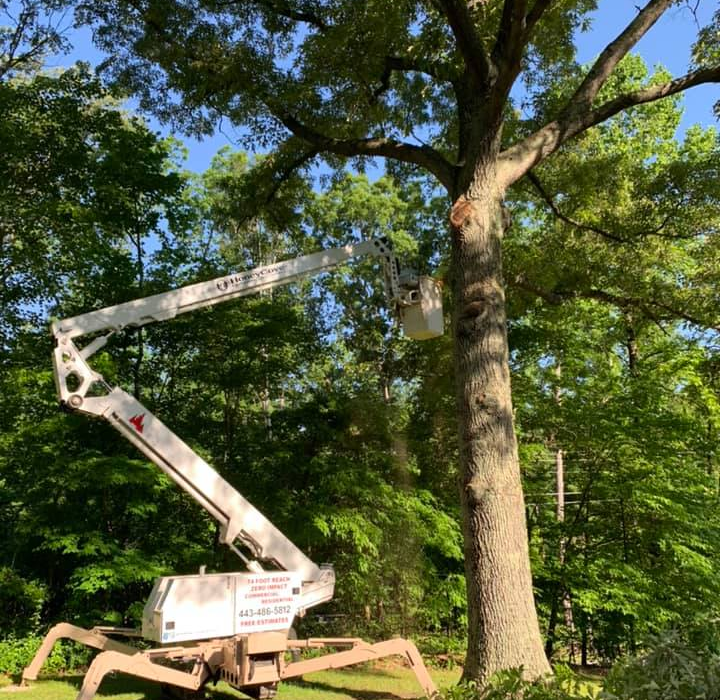 tree removal-dunkirk md