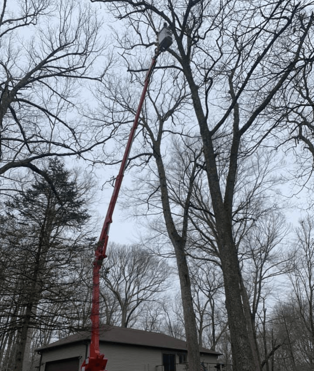 deadwooding trees-southern md