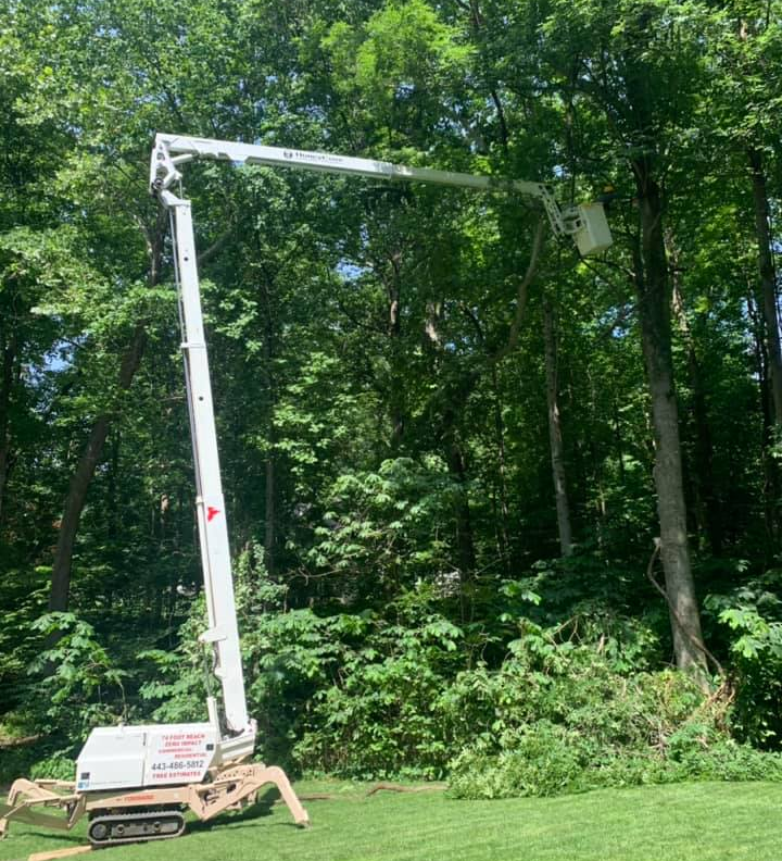 Honey Cove Tree Service elevating tees around edge of yard in Calvert County MD