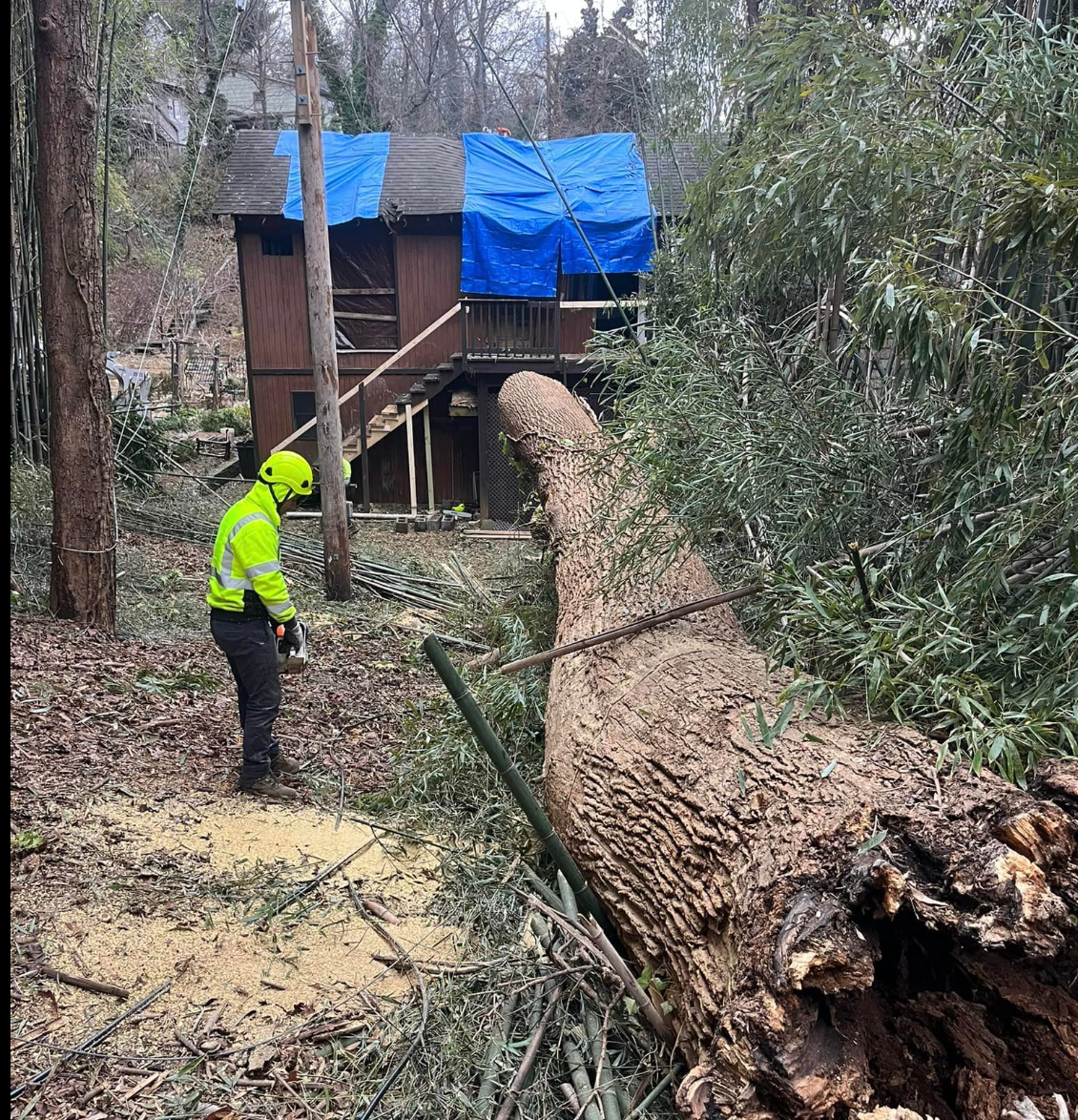 A man is removing a large, fallen poplar tree.