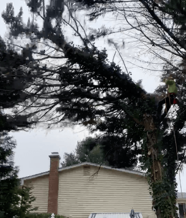 leyland tree removal
